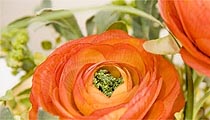 Blumen