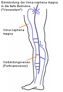 Anatomie Venensystem