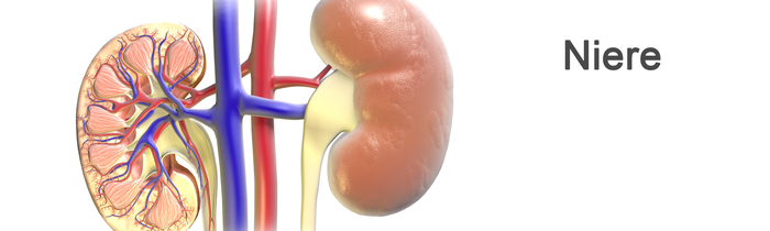 Darstellung einer menschlichen Niere