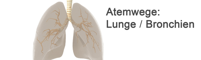 Darstellung einer menschlichen Lunge