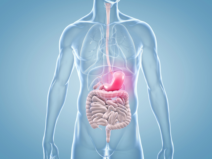 Magenkrebs (Magenkarzinom): Anatomische Darstellung des Magens