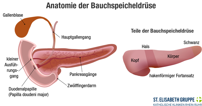Schematische Darstellung des Aufbaus der Bauchspeicheldrüse. Bauchspeicheldrüsenkrebs kann hier an unterschiedlichen Stellen entstehen.