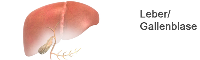 Abbildung der menschlichen Leber und der Gallenblase